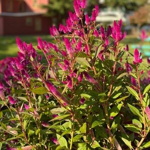 Meet your Posher, Sandy